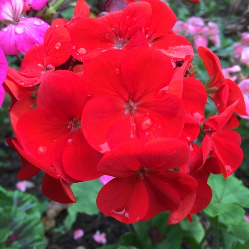 Geranium Seeds Palladium Red, Flower Seeds
